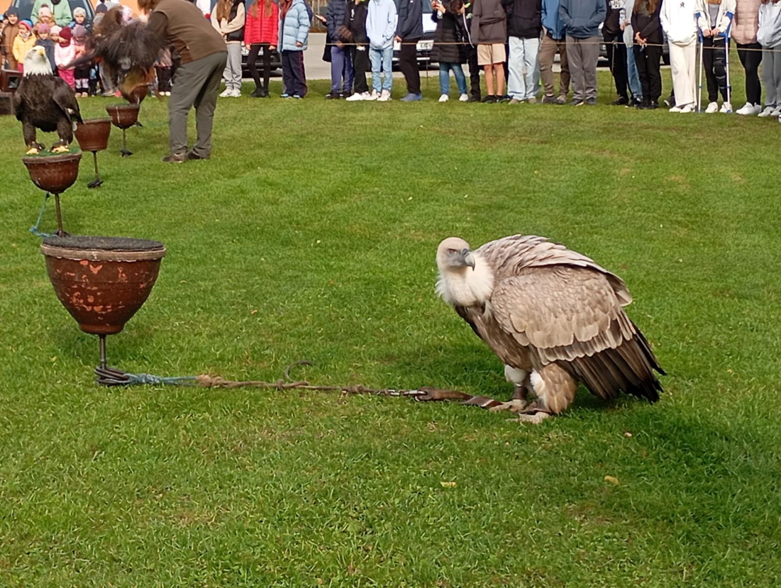 Ukázka dravých ptáků